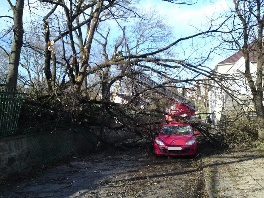 5 Spadlé stromy na OA, Strakonice - 30. 3. 2015 (1).JPG