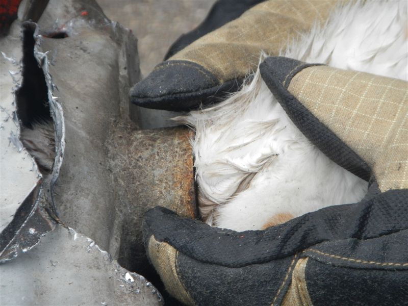 5 Záchrana kočky, Třeboň - 17. 10. 2014 (5).jpg