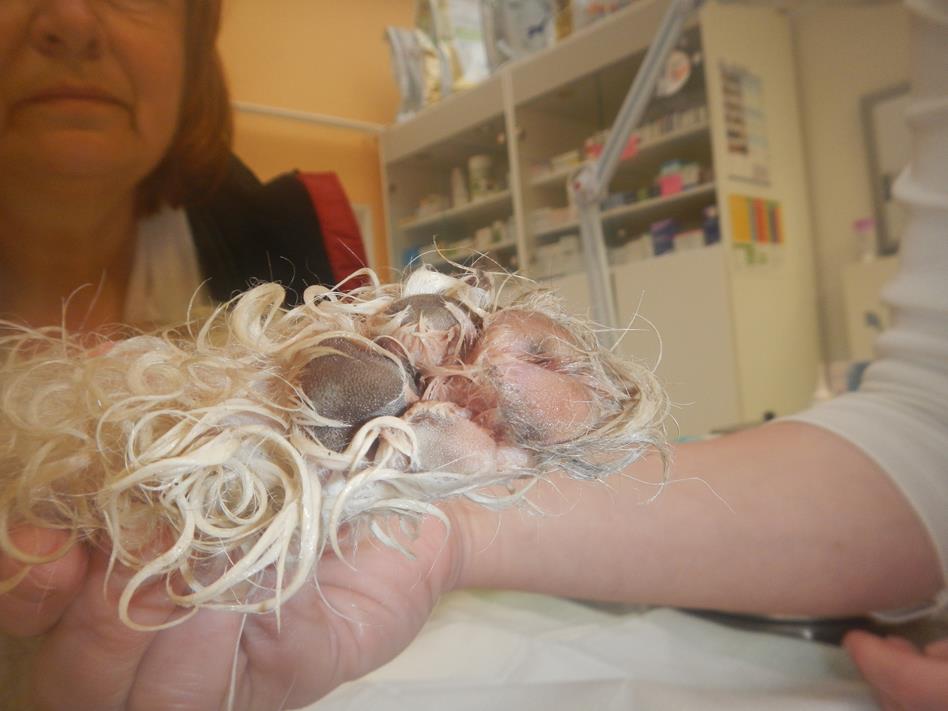 6 Záchrana pejska, Třeboň - 29. 2. 2016 (7).JPG