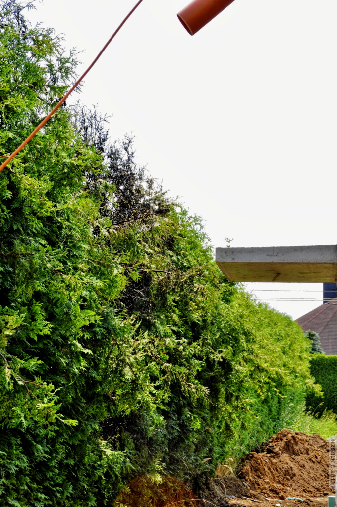 6 pozar_tuje_Dolany_19_6_2013 (4).JPG