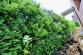 7 pozar_tuje_Dolany_19_6_2013 (5)