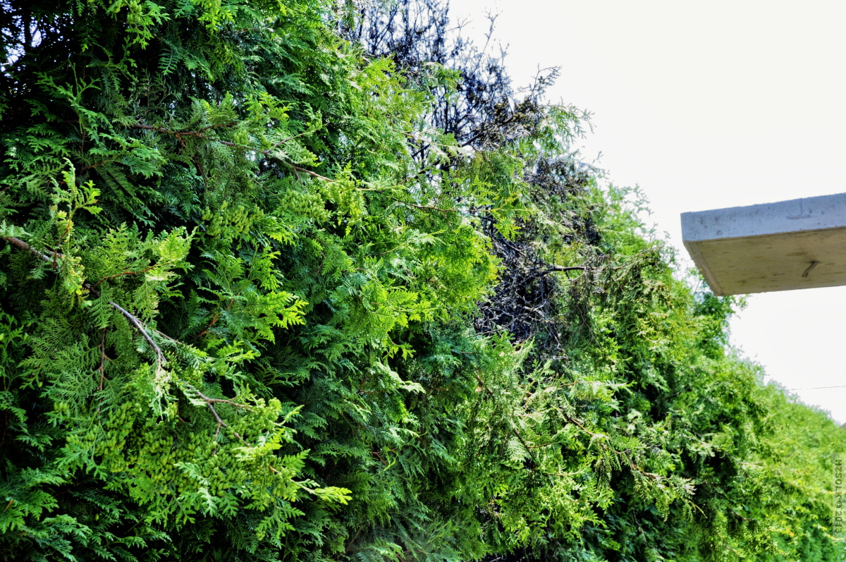 8 pozar_tuje_Dolany_19_6_2013 (6).JPG