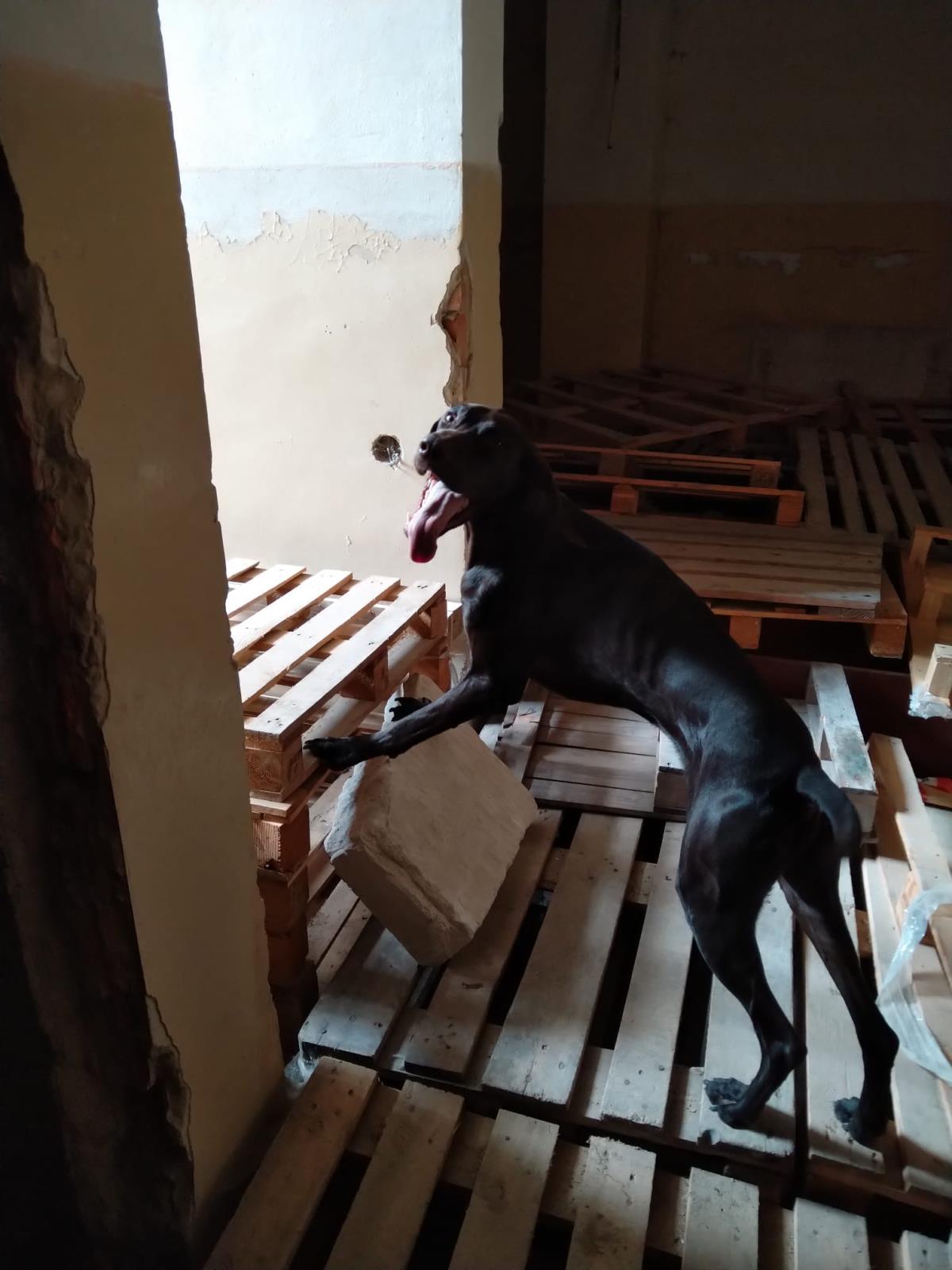 Brit Hubertus na výcviku1.jpg