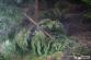 DN_OA_Pustevny_(NJ)_01