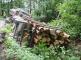 DN_navesu_se_drevem_Odry_(NJ)_02