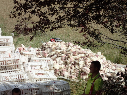 DNkamionPLdrubezMestoAlbrechtice (22).JPG