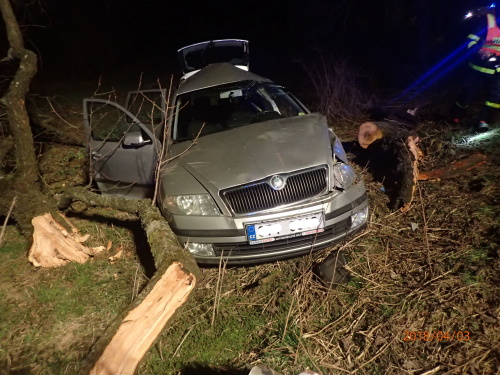 DNstrom4zraneni1vyprosteniBudisovice (2).JPG