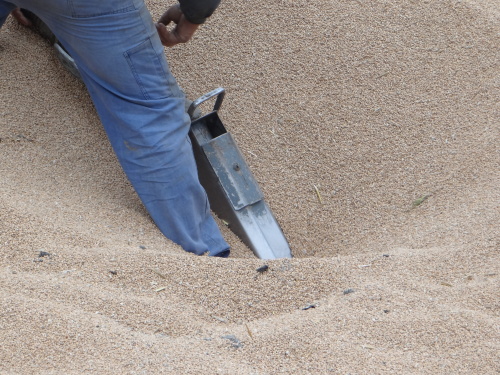 DNvyprosteniMANpseniceVrchy (NJ) (16).JPG