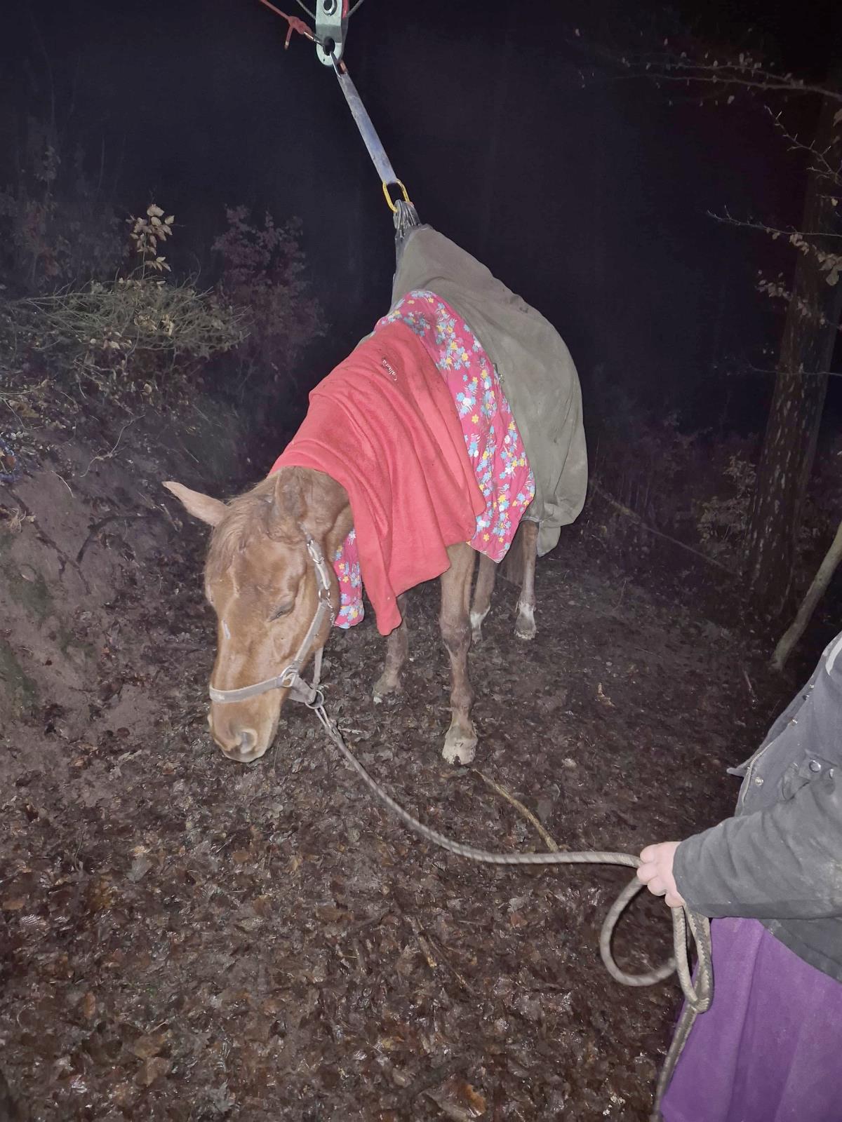 Foto – záchrana koně