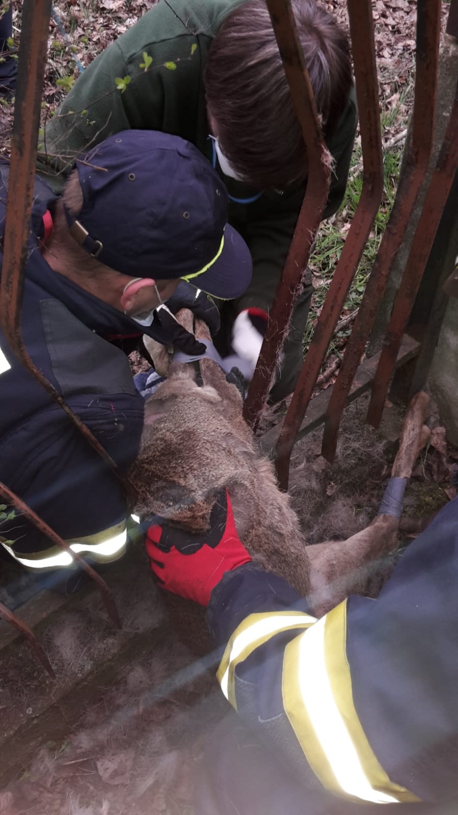 HZS Hl. m. Prahy_záchrana zraněné srnky.png