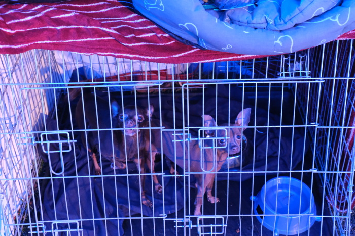 KACPU_Ostrava_psi (6).JPG