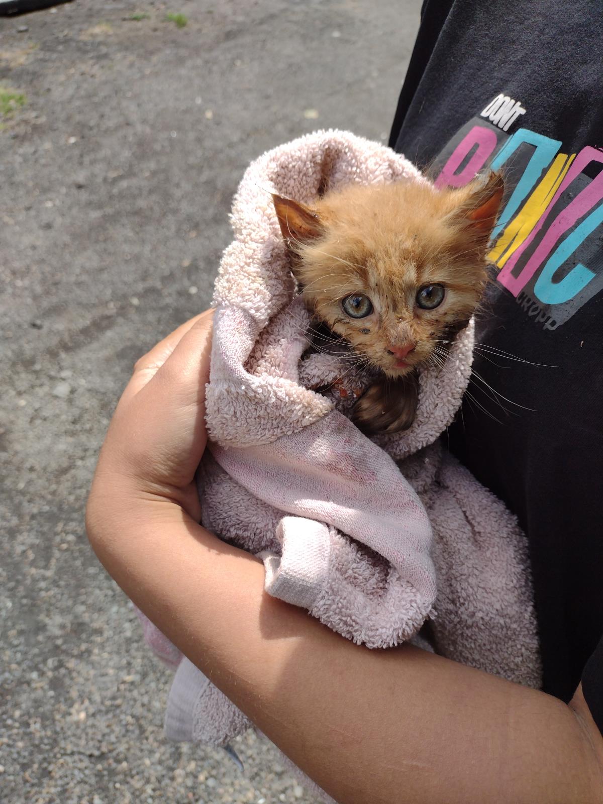 Kočka Bílá Voda.jpg