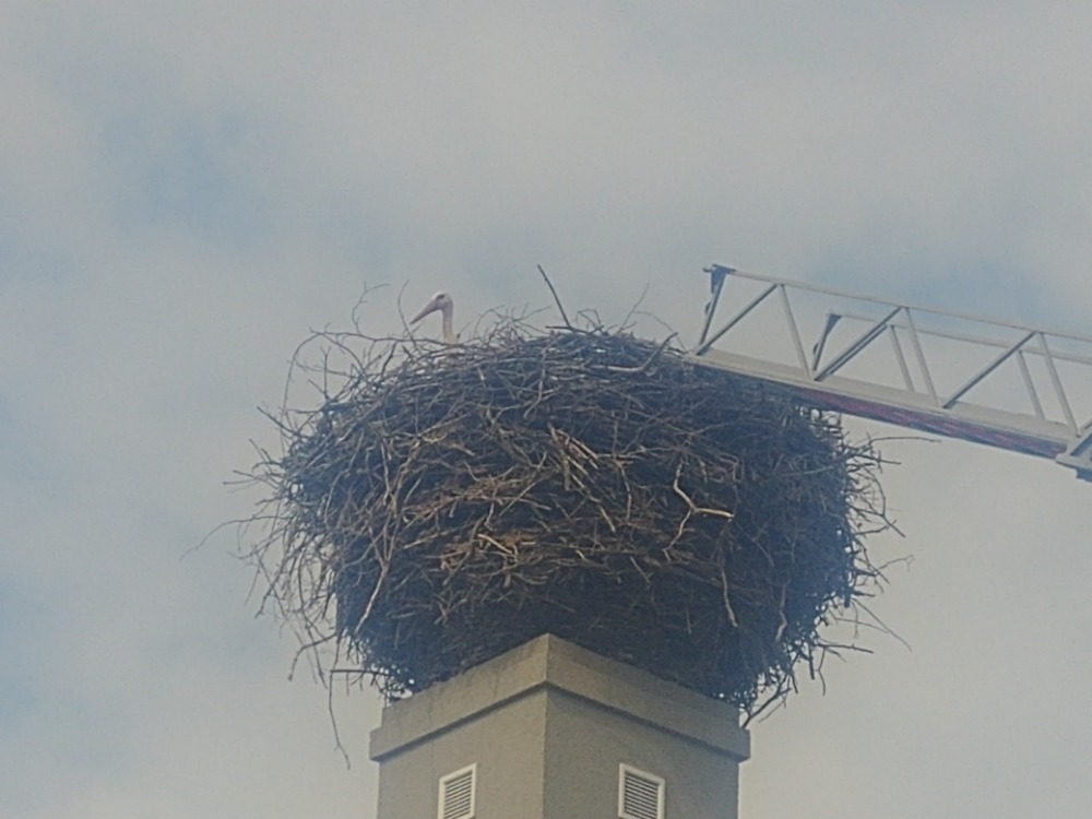 Kroužkování čápů na Velkomeziříčsku