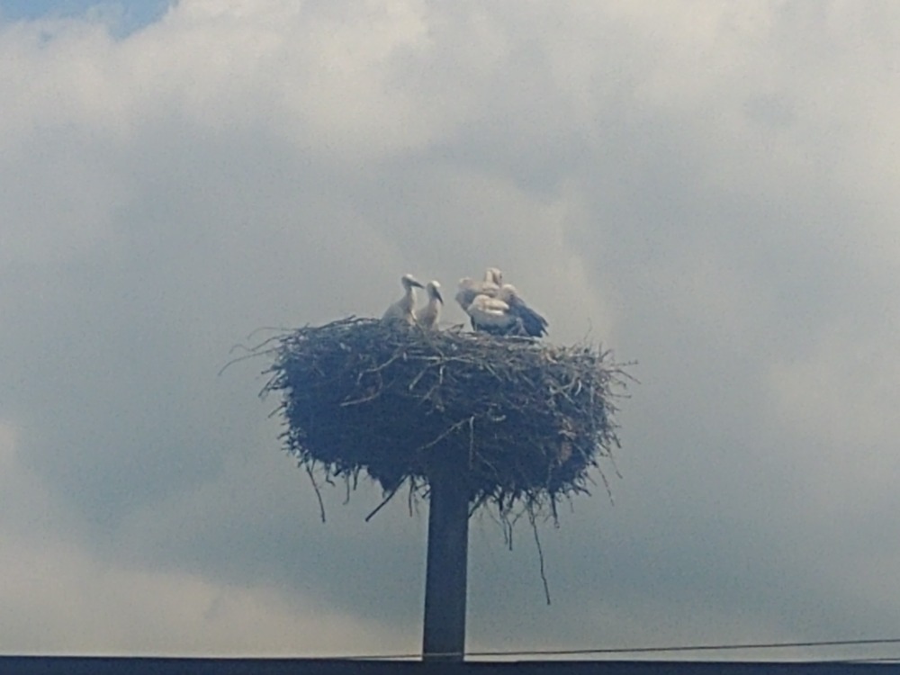 Kroužkování čápů na Velkomeziříčsku