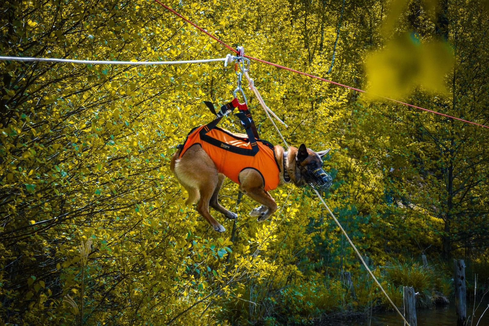 Mezinárodní cvičení kynologů v Ralsku_4.jpeg