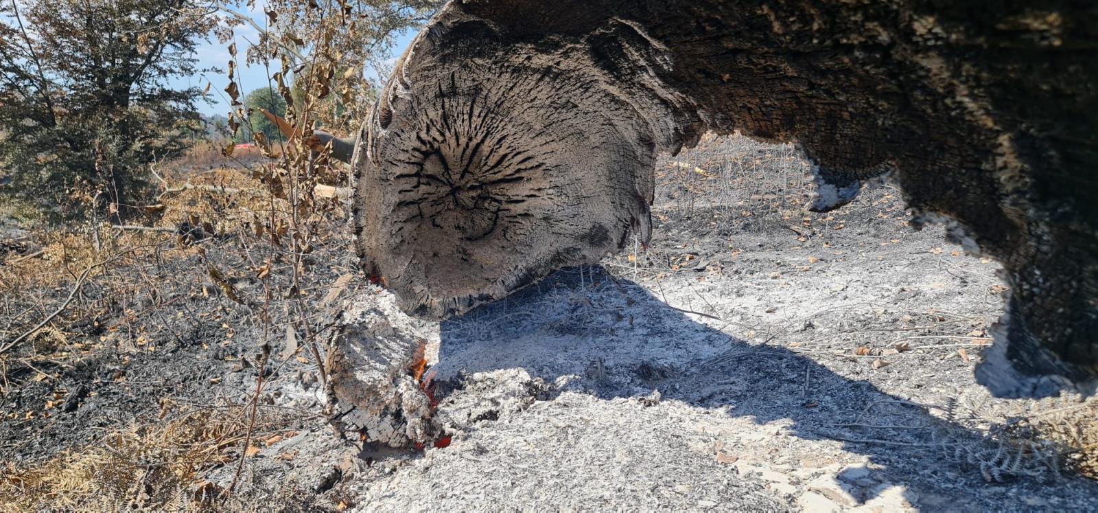 NPČŠ 4-8-2022 (5).jpg