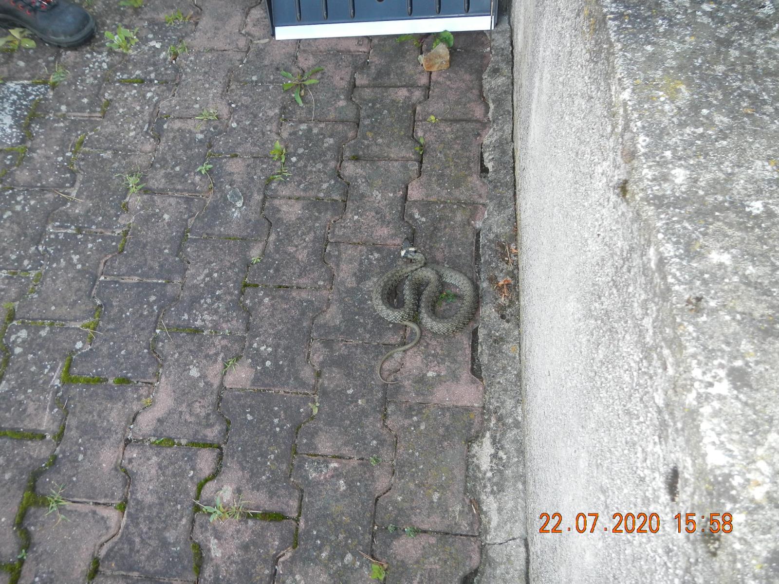 Odchyt hada, Hlincova Hora - 22. 7. 2020 (1).JPG