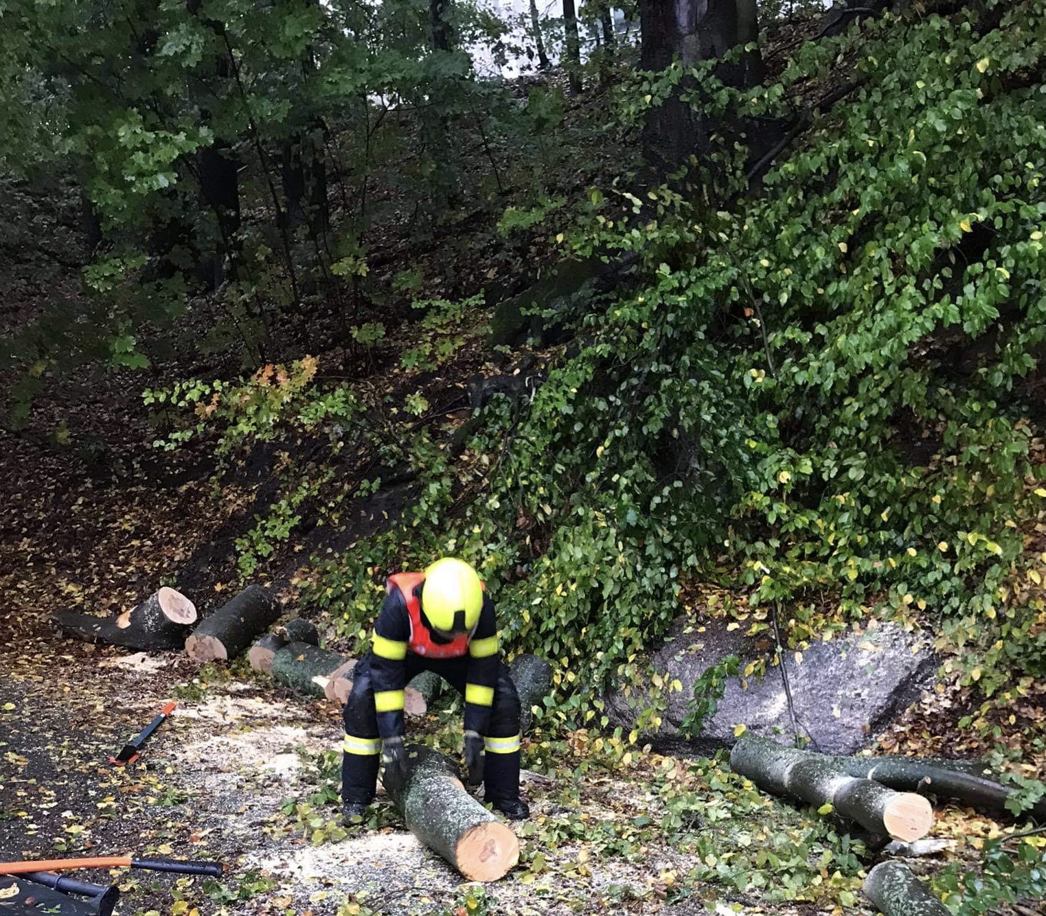 Odstraňování popadaných stromů