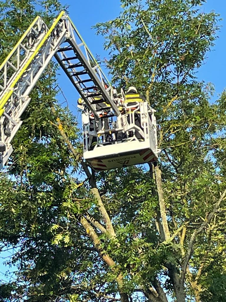 Odstranění podemletých stromů, Brloh - 30. 6. 2022 (3).jpg