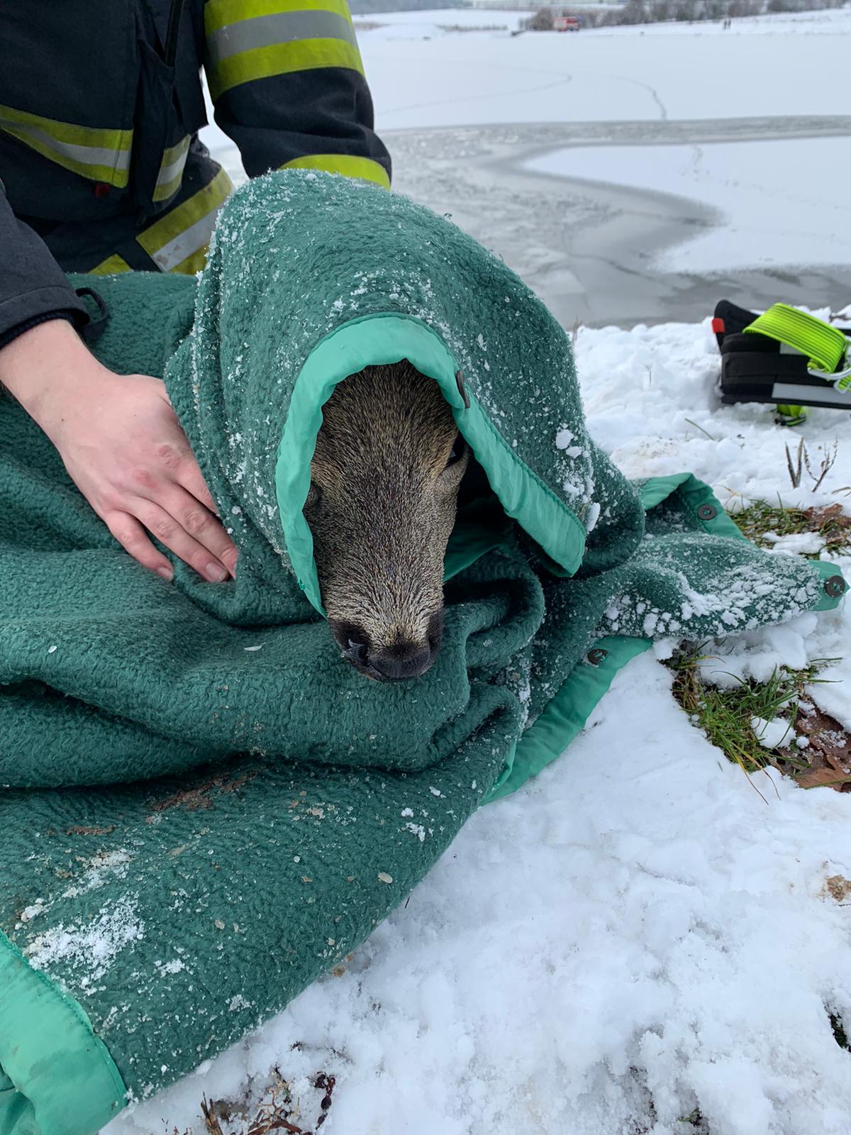 PHA_záchrana srny, která se propadla pod led_pohled na srnu, kterou hasiči zabalili do deky.jpg