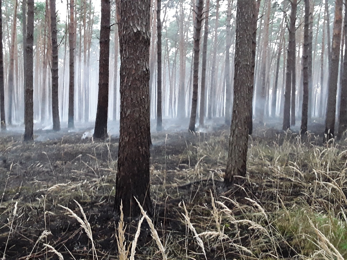 Požár lesa (5).jpg