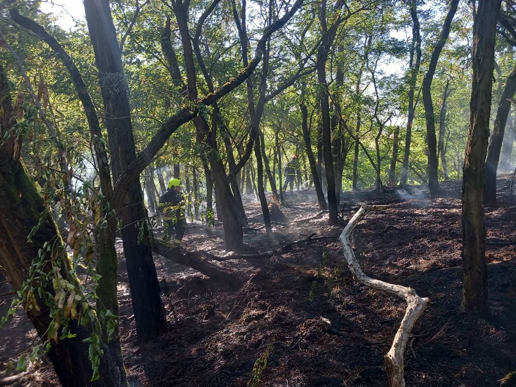 Požár lesa (9).jpeg