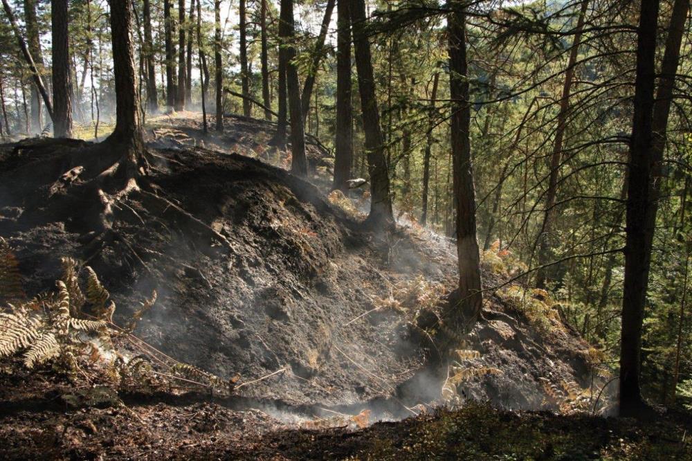 Požár lesního podloží Vysoká Lípa (2).jpg