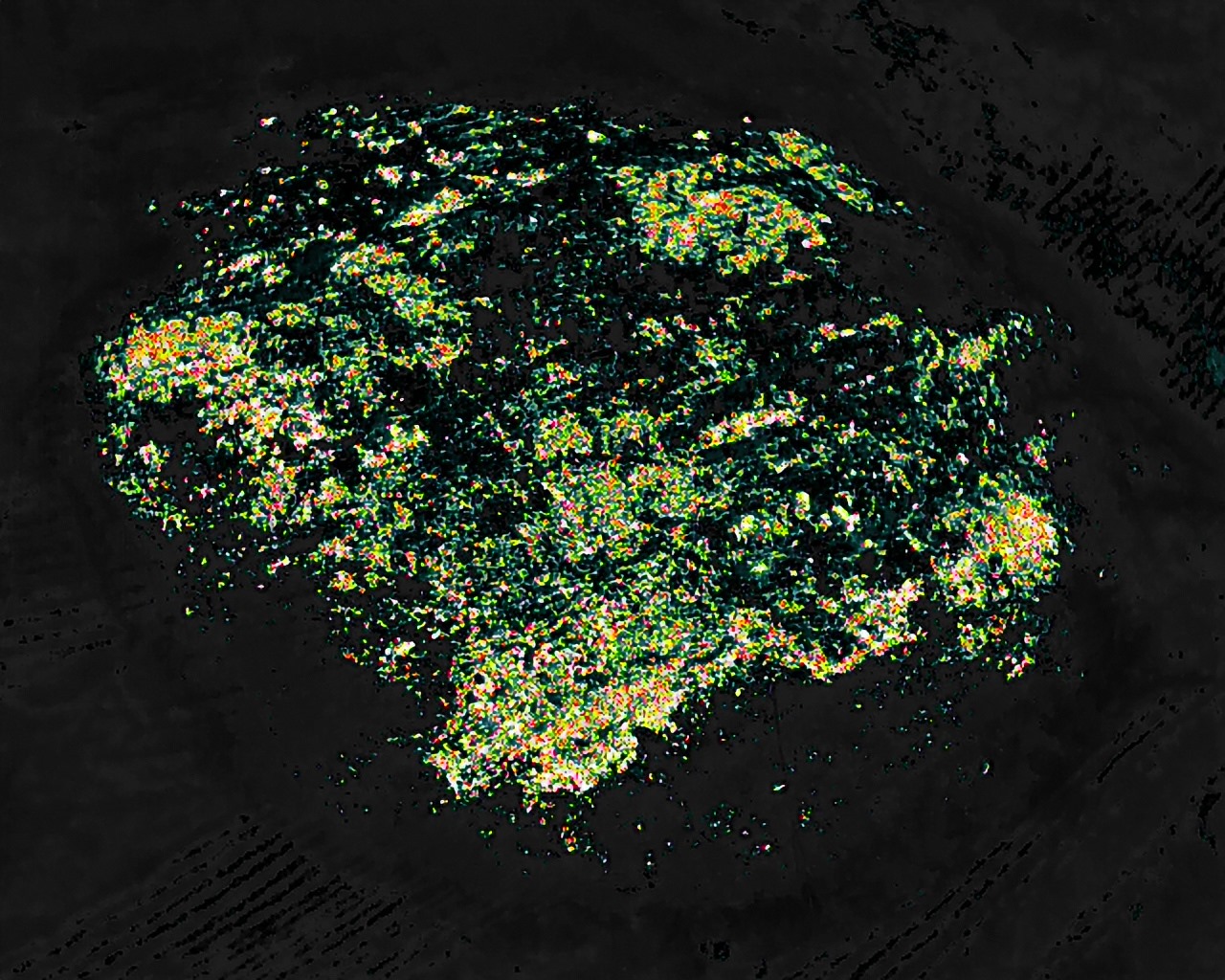 Požár_lesa_Rohozec (1).jpeg