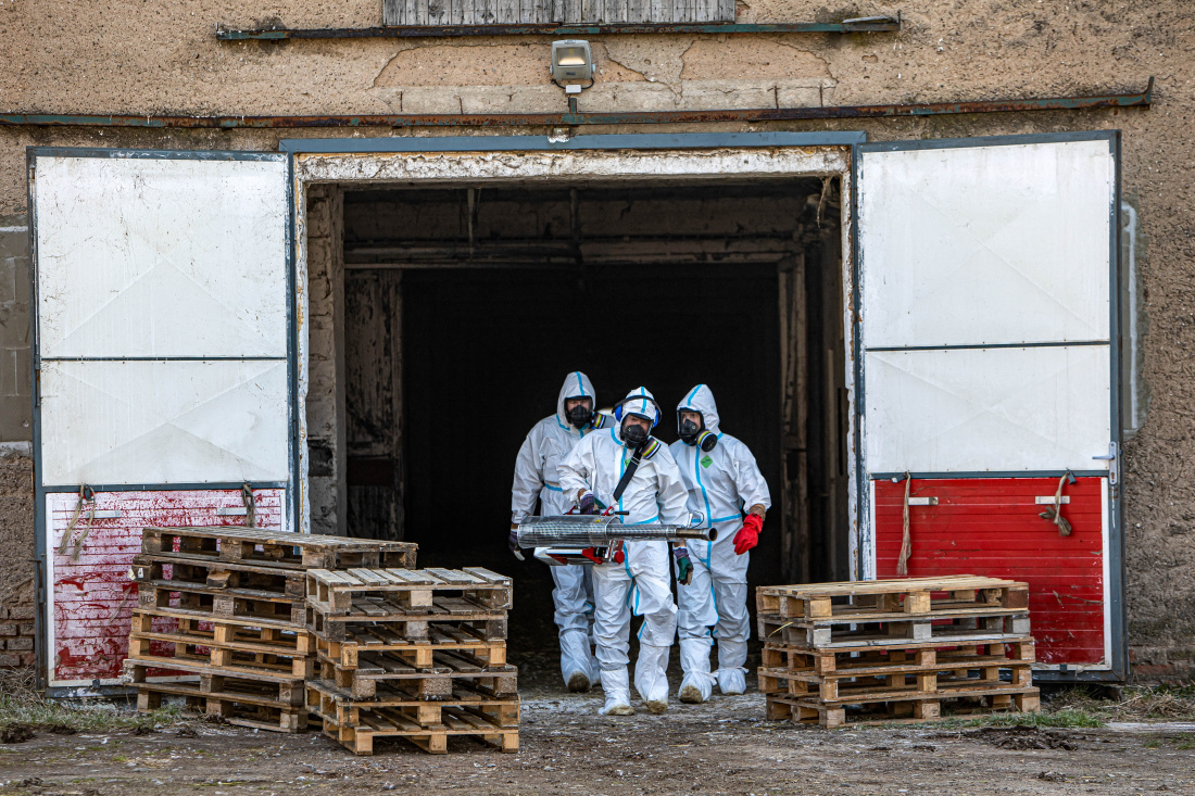 Ptačí chřipka Nové Město (10).jpg