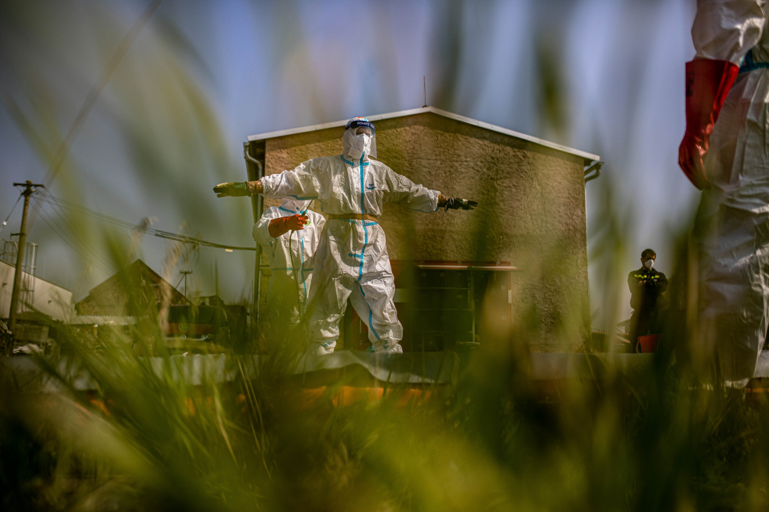 Ptačí chřipka Nové Město (6).jpg