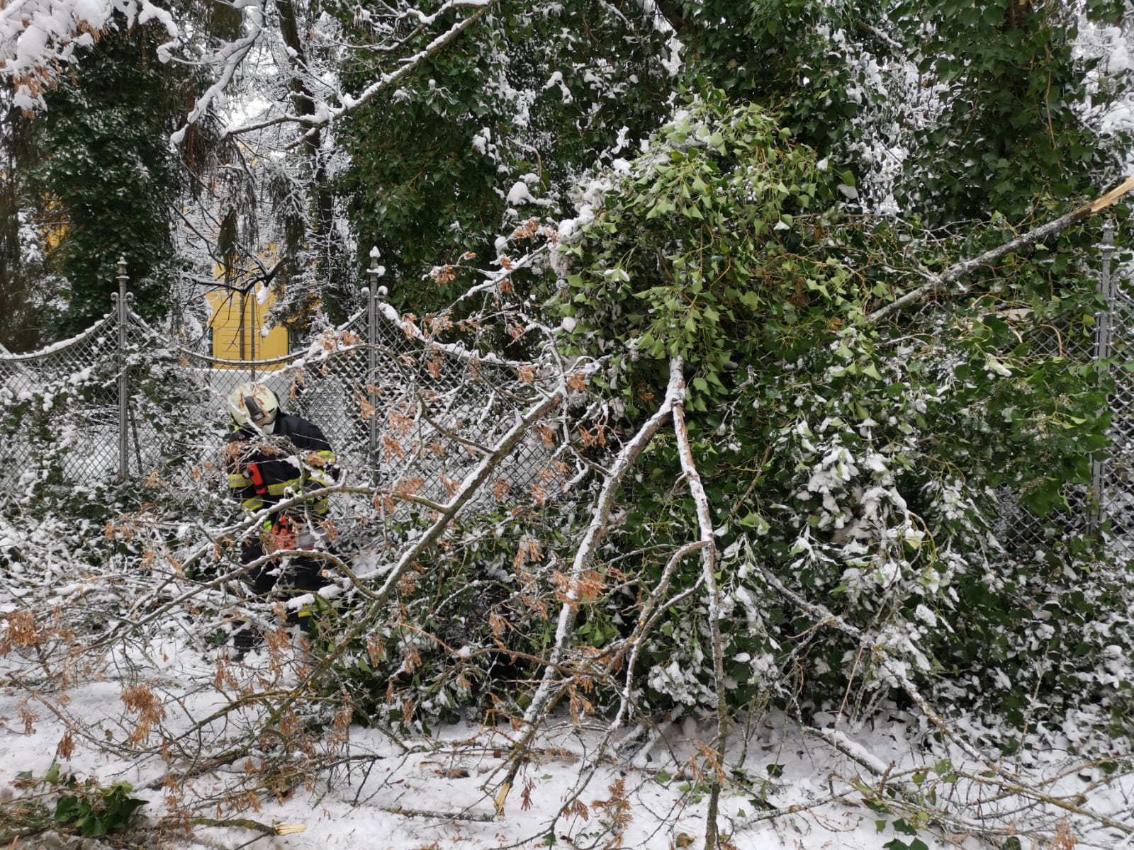 Spadané stromy, České Budějovice - 7. 1. 2021 (1).jpg
