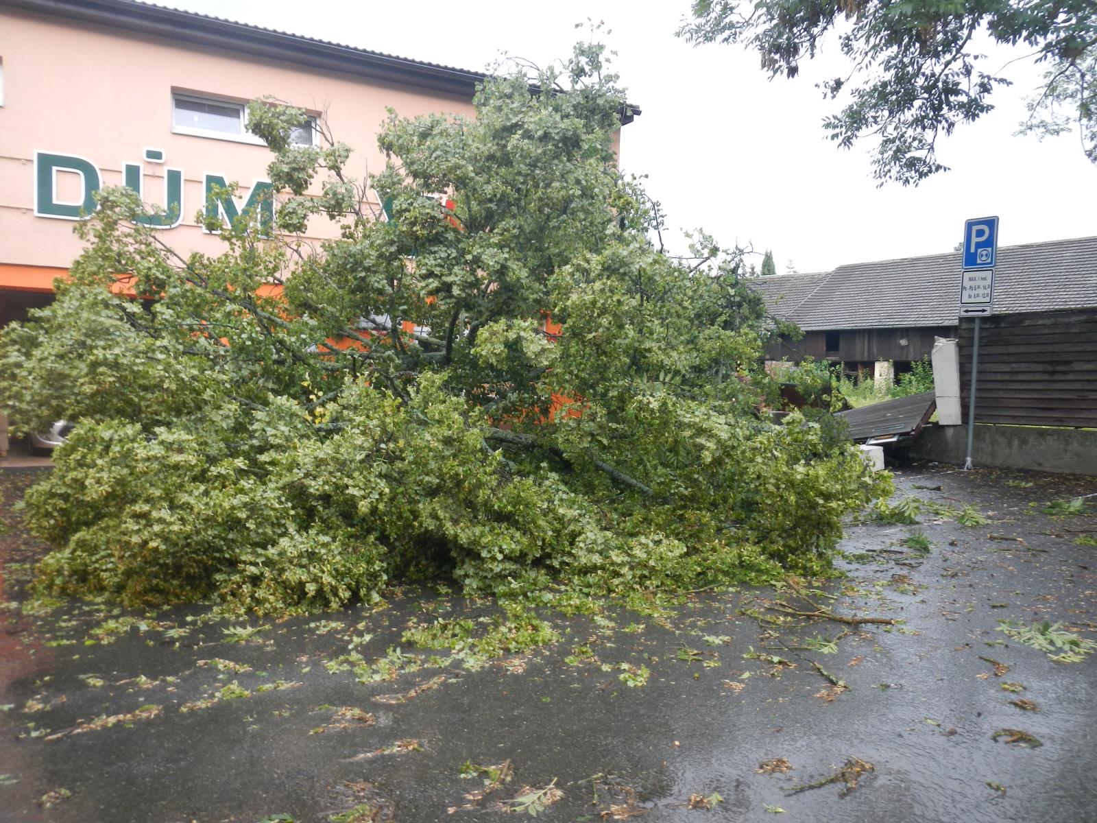Spadlé stromy, Milevsko - 1. 9. 2019 (1).JPG