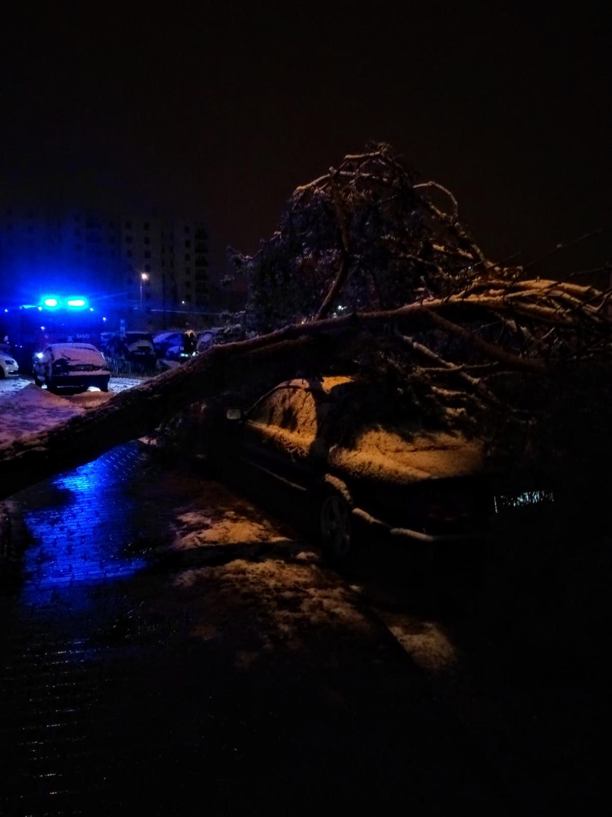 Spadlé stromy, České Budějovice - 6. 12. 2022 (3).jpg