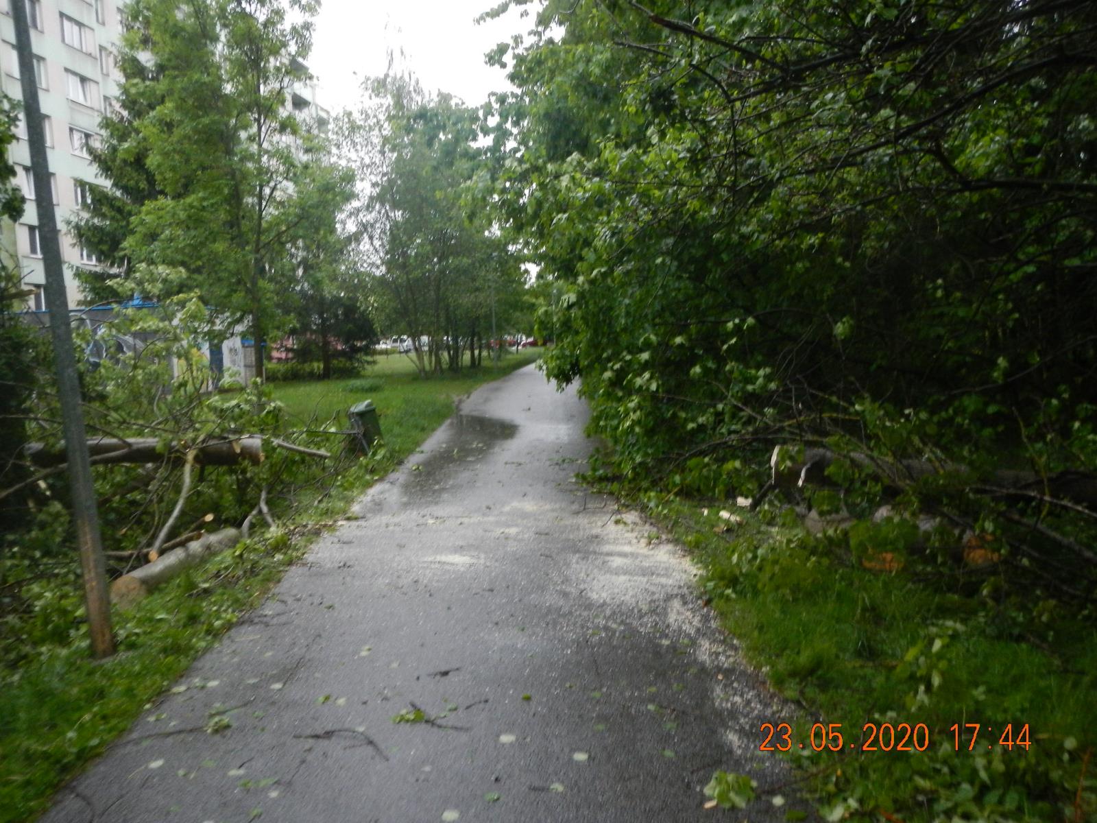 Spadlý strom, České Budějovice - 25. 5. 2020 (1).JPG