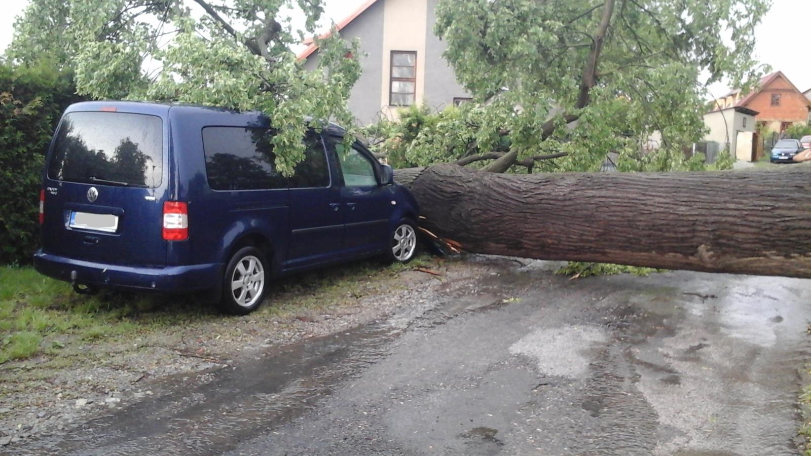 Spadlý strom, Nedabyle - 24. 5. 2018 (1).jpg