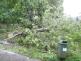 Spadlý strom, České Budějovice - 25. 5. 2020 (2)