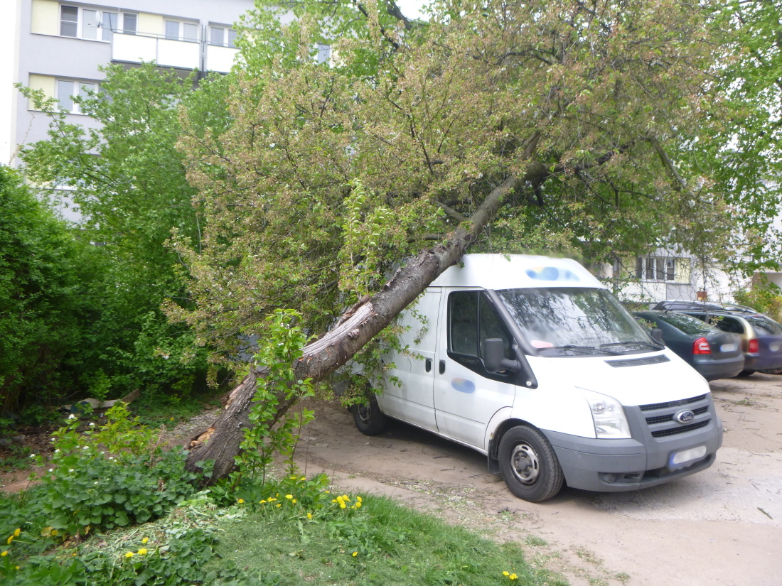 TP strom, HK Kukleny.JPG