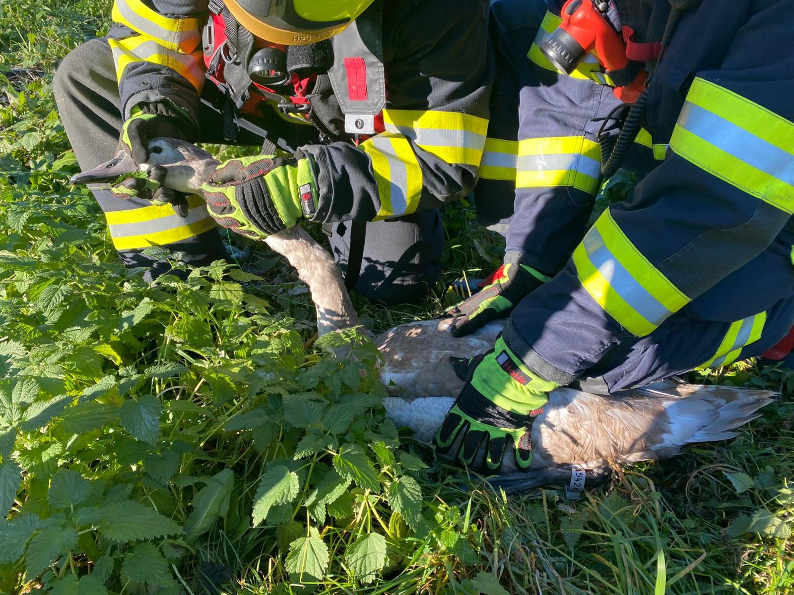ÚLK_Záchrana Labutě uvězněné v rybárském vlasci_2 hasiči pomáhají labuti.jpg