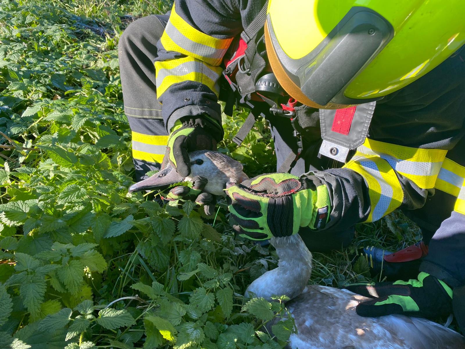 Záchrana labutě (1).jpg