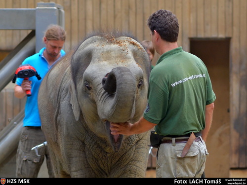 ZOOtermokamerasloniOstrava (7).JPG