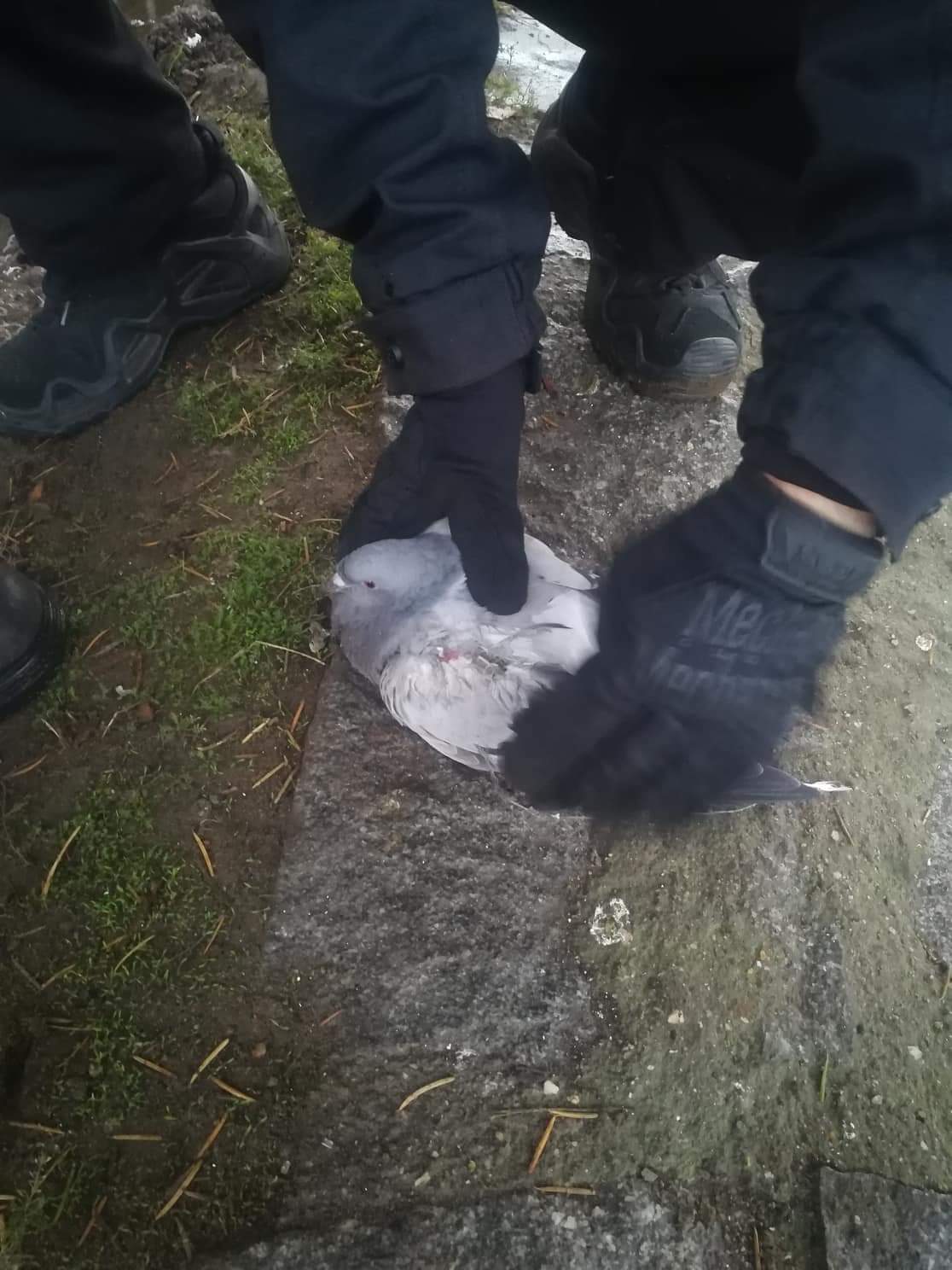 Záchrana holuba, Týn nad Vltavou - 29. 10. 2018 (3).jpeg