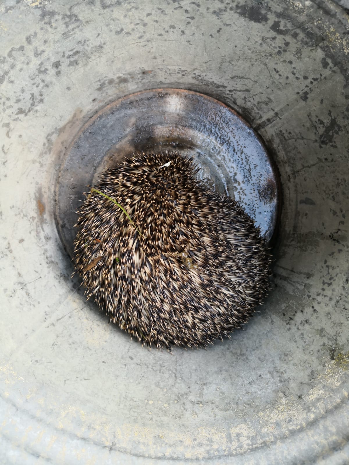 Záchrana ježka, České Budějovice - 5. 6. 2019 (3).jpg