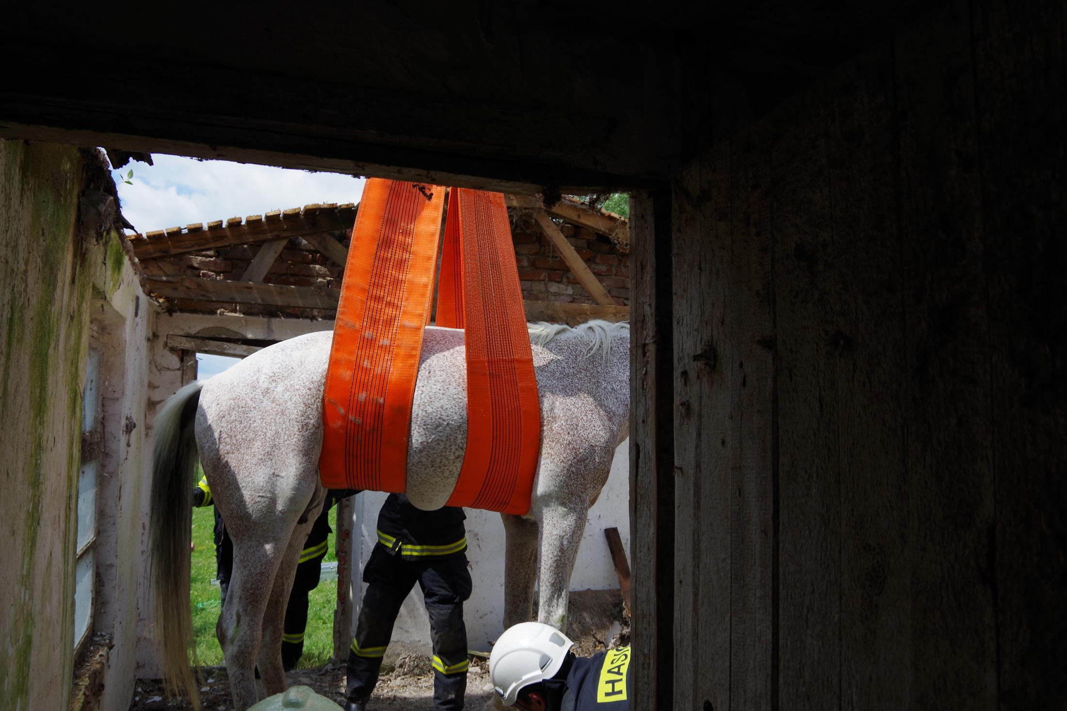 Záchrana koně, Záhostice - 13. 6. 2016 (8).JPG