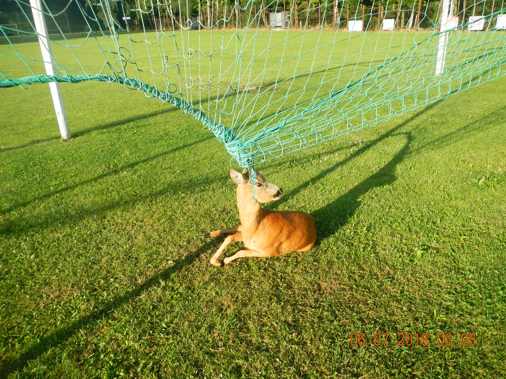 Záchrana srnky ze sítě, Srubec - 6. 7. 2016.JPG