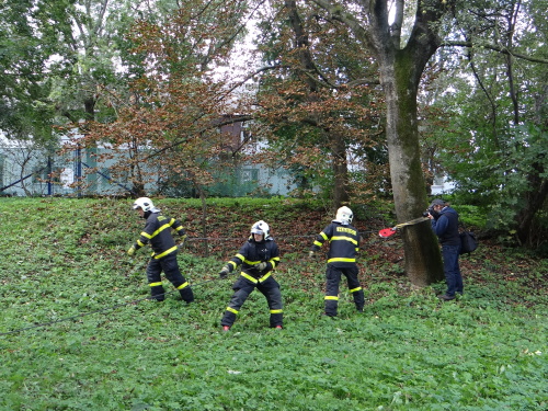 borovice2autaOVMarianskeHory (10).JPG