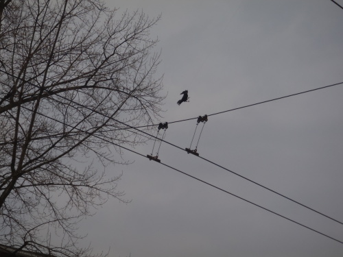 havransilonOstrava (5).JPG