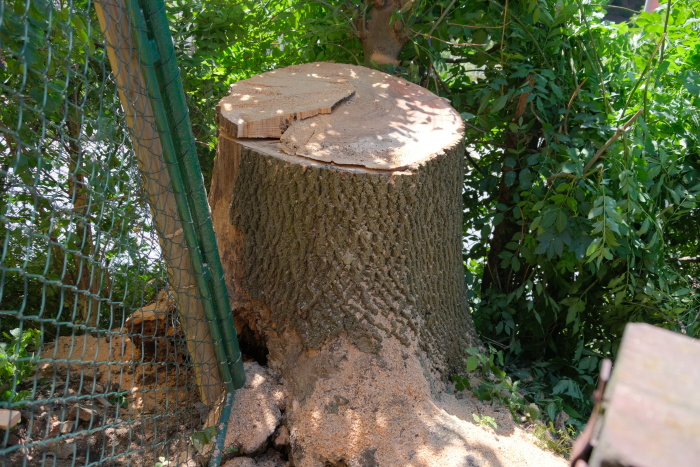 jasanOVProskovice (12).JPG