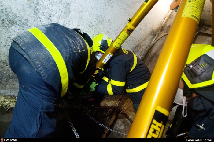 karvajimkaOV_NovaBela (4).jpg