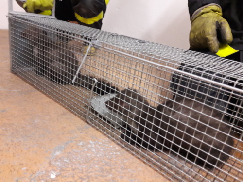 kuna2xuradBruntal (4).jpg