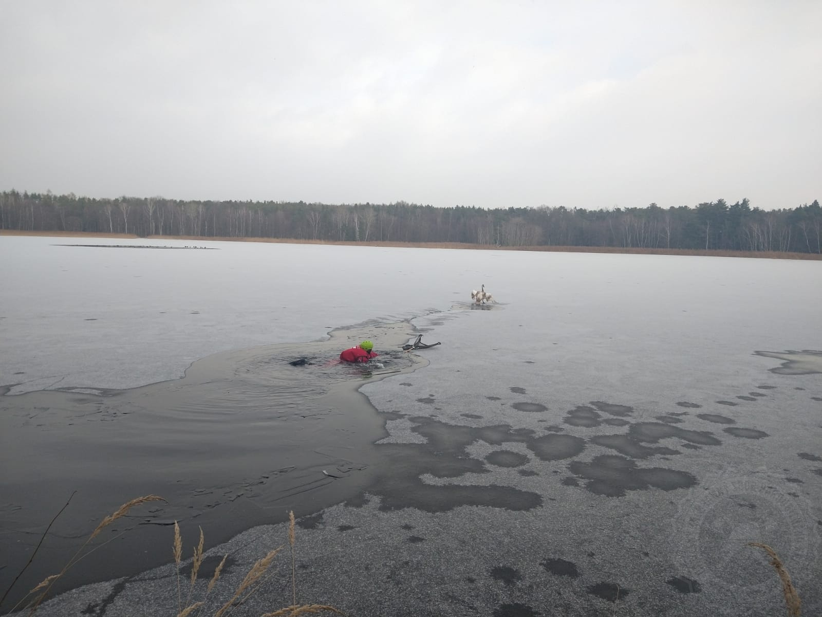 labuť Břehy 5-12-2021 (1).jpg